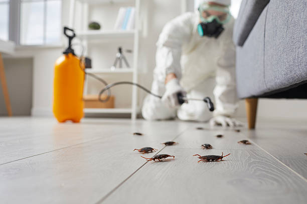 Commercial Kitchen Cockroach Control in Box Elder
